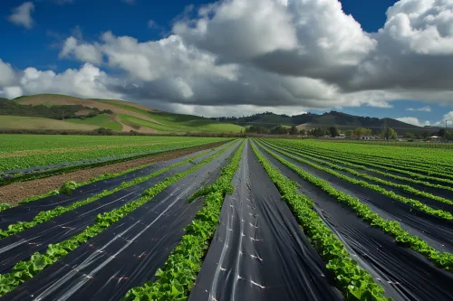 Cellules monocristallines noires uniformes avec angles coupés, montrant la structure caractéristique du silicium pur